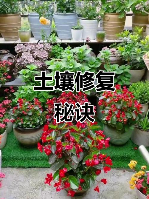 土壤板結影響花枝,定期修復讓泥土更松軟,營養豐富